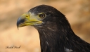 2009-08-18_Zoo_Plzen_Orel.jpg