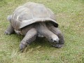 galapagy2